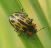 Cottonwood leaf beetle1