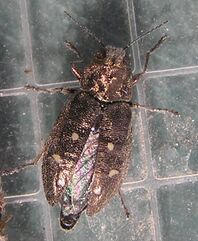Hexagon jewel beetle1
