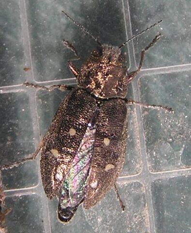 File:Hexagon jewel beetle1.jpg