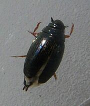 Gyrinus sp.2 2