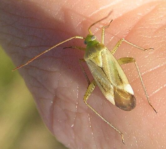 File:Truebug 1.jpg