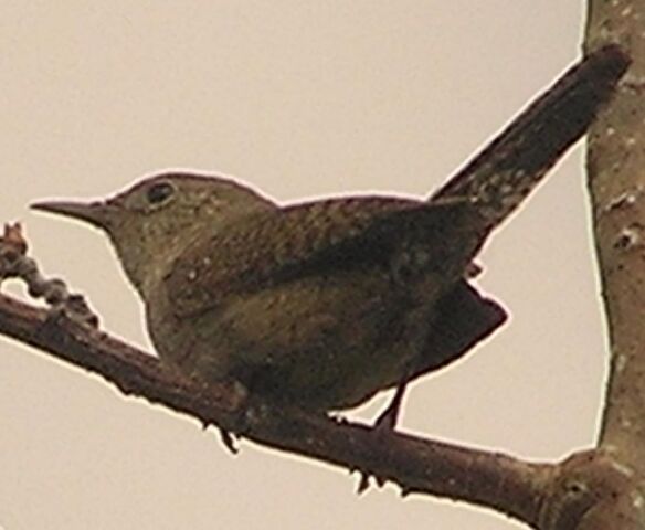 File:House Wren1.jpg