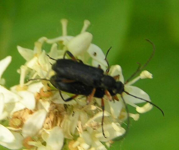 File:Grammoptera subargentata4.jpg