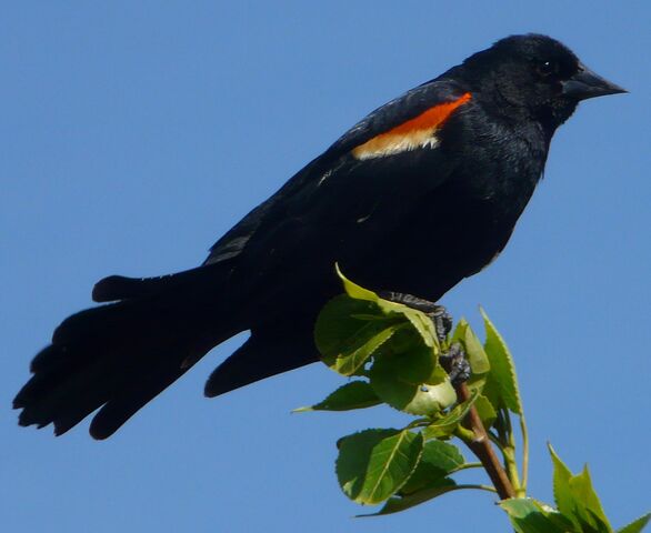 File:Red-winged Blackbird male1.jpg