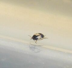 Hygrotus sellatus3