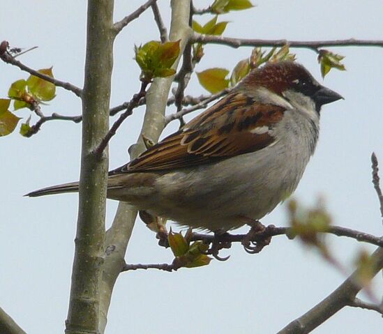 File:House Sparrow male1.jpg