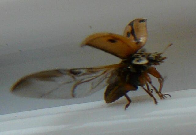 File:Hudsonian ladybird 2.jpg