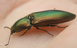 Resplendant Click beetle 2