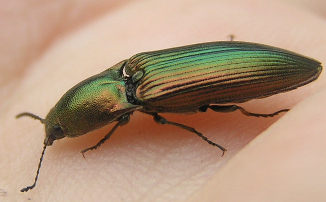 File:Resplendant Click beetle 2.png