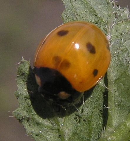 File:7-spotted ladybird5.jpg