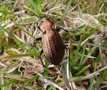 Carabus granulatus bronze