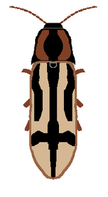 Crucifix click beetle diagram