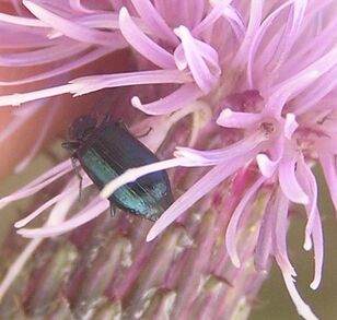 Lebia viridis 2
