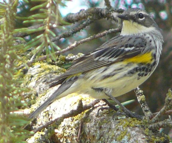 File:Yellow-rumped Warbler male Myrtle.jpg