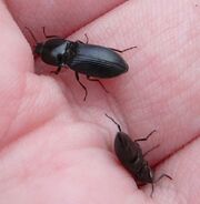 Selatosomus aeripennis