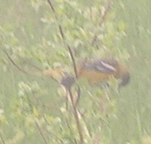 File:Baltimore Oriole male1.jpg