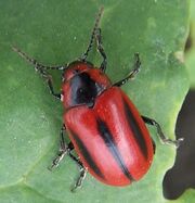 Red turnip beetle1