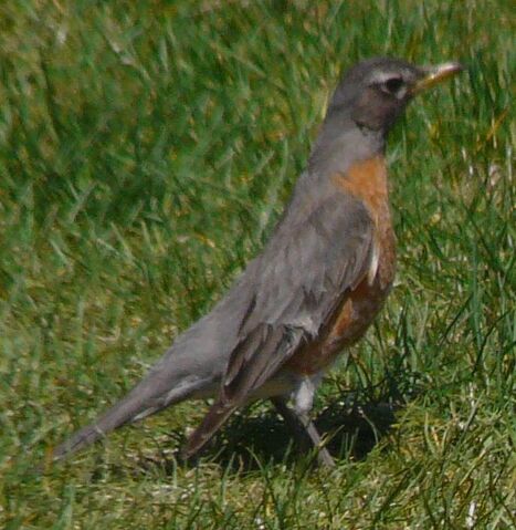 File:American Robin female1.jpg