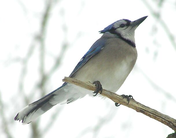 File:Blue Jay 1.jpg