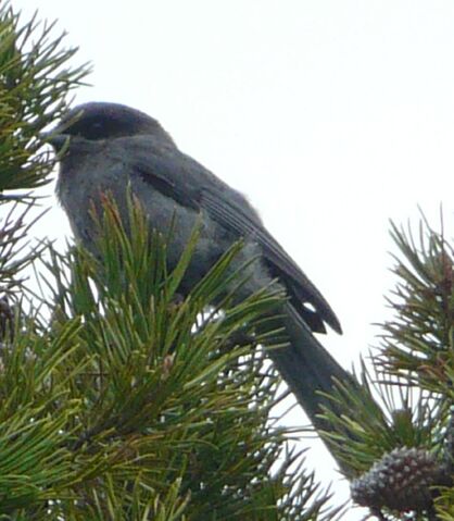 File:Grey Jay juvenile.jpg
