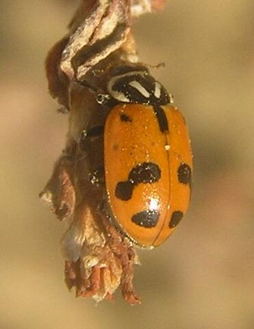 File:Sinuate ladybird 5.jpg
