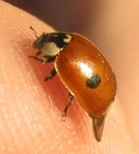 2-spotted ladybird