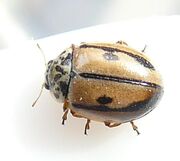 Hudsonian ladybird 1