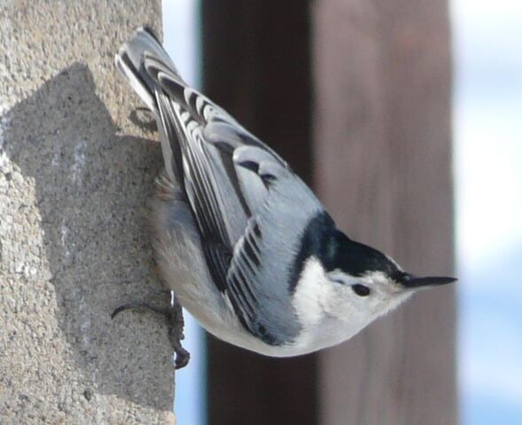 File:White-breasted Nuthatch1.jpg