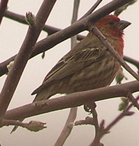 File:House Finch male 1.jpg