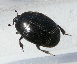 Hister beetle sp.2