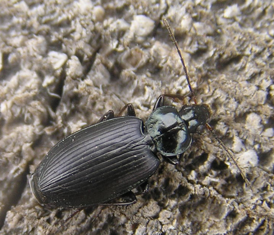 File:Groundbeetle1.png