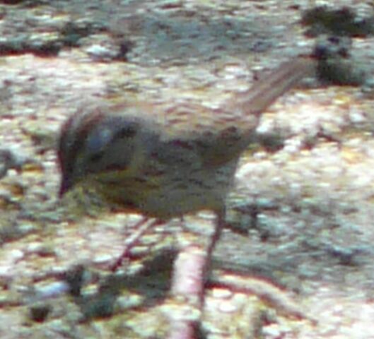 File:Lincoln's Sparrow2.jpg