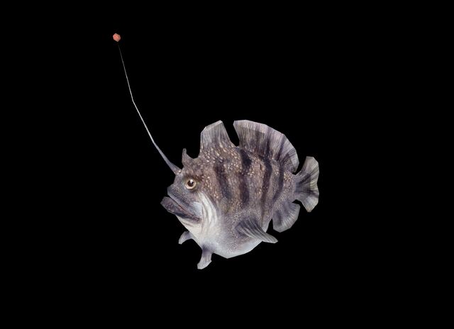 File:Angler Fish WP2 Profile.jpg