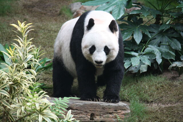 File:Grosser Panda.jpg