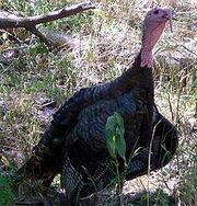 Turkey