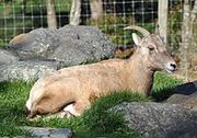Bighorn Female
