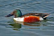 Northern Shovler Male