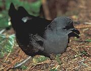 Leach's Storm Petrel