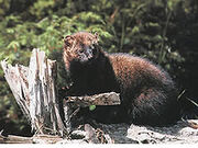 Fisher