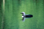 Pacific Loon Alaska