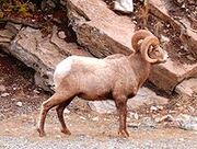 Bighorn Male