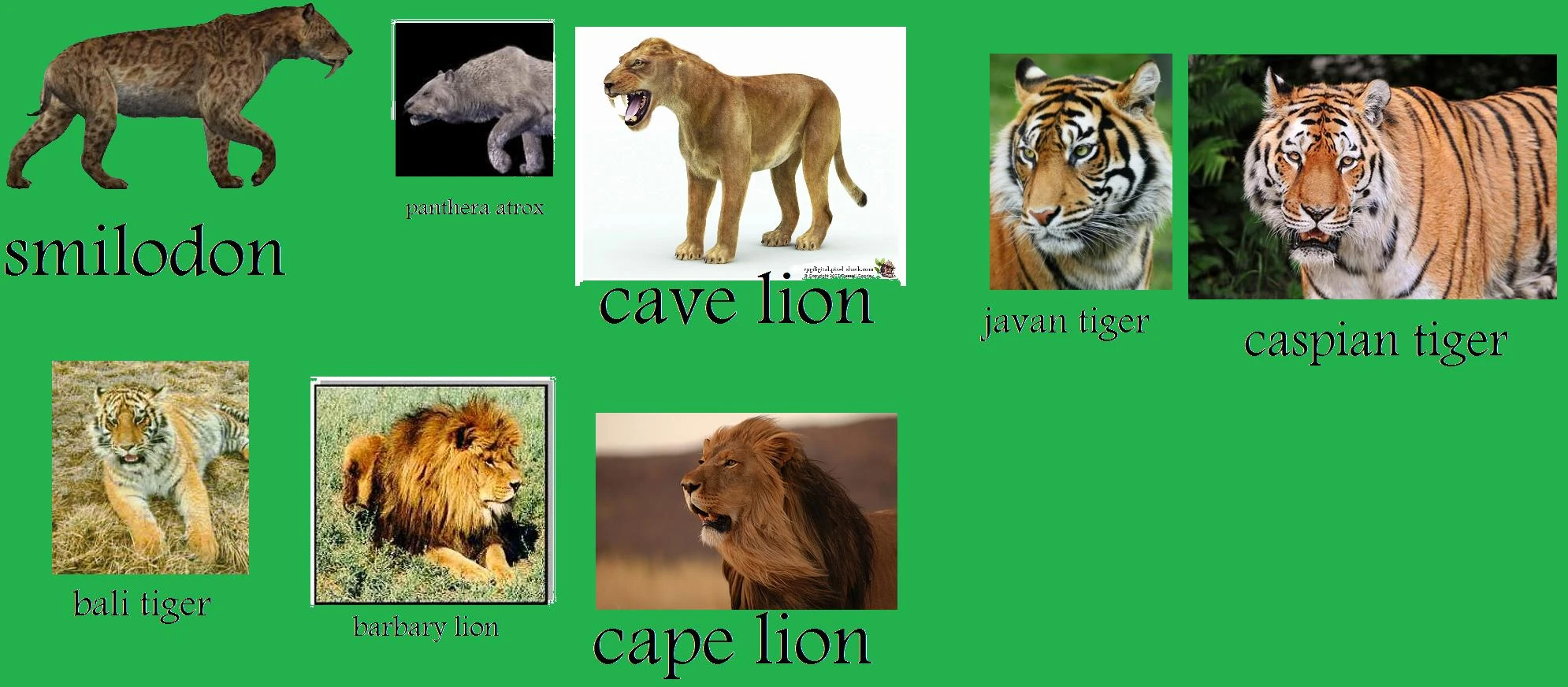 Image - Extinct wild cats.jpg | Wiled-cats Wiki | FANDOM powered by Wikia