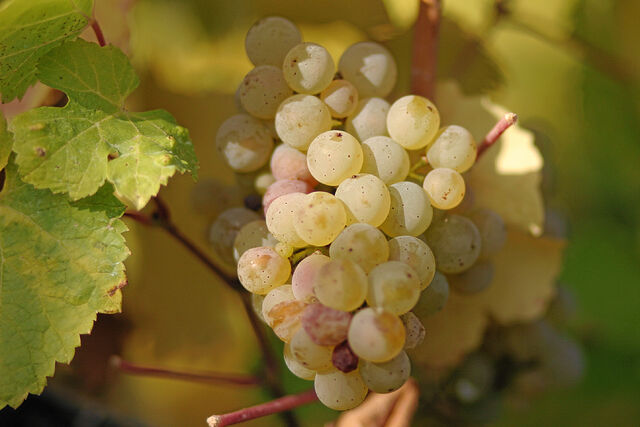 File:Riesling grapes leaves.jpg