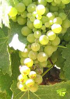 File:Viognier1.png