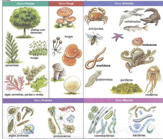 Archivo:Cinco reinos de la naturaleza.jpg