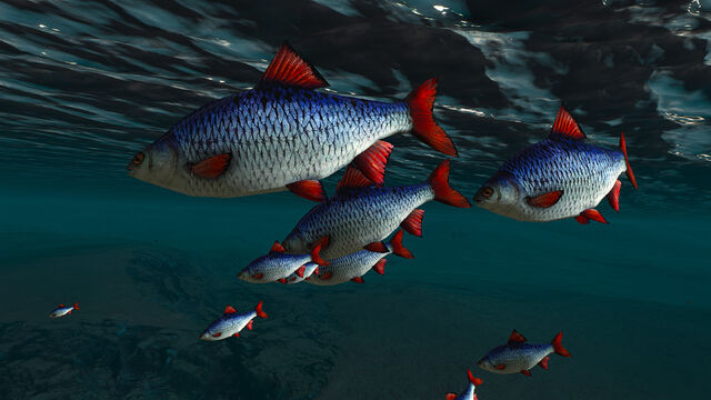 File:Fish of Skellige.jpg