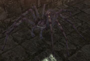 Beach Spider