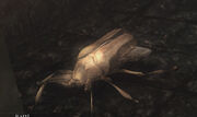 Scrooge Beetle