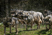 Wolf pack