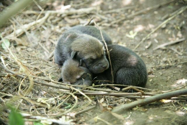 File:Dolly's pups.jpg